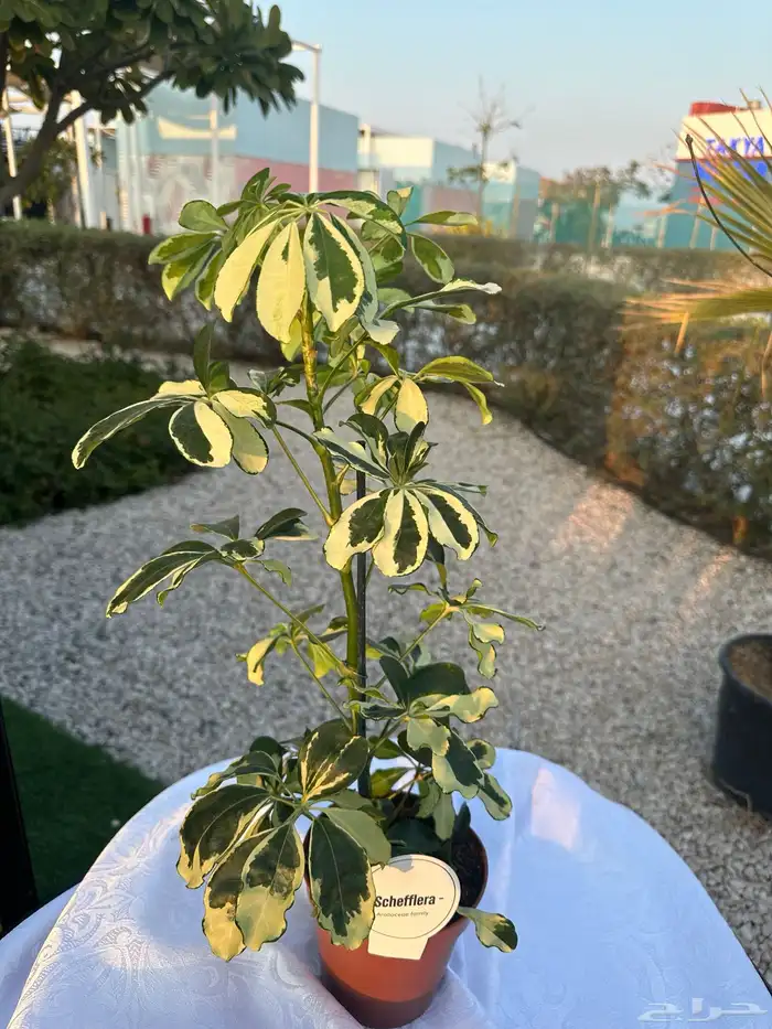 نباتات طبيعية 4