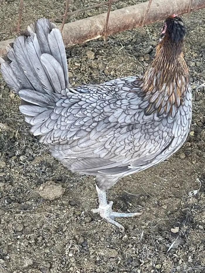 دجاجة سبرايت 3