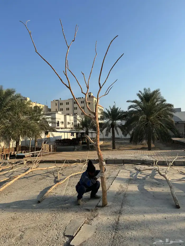 جذوع شجر طبيعي لاعمال الديكور 3