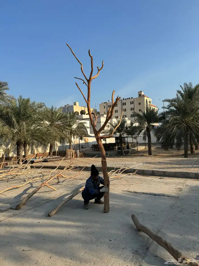 جذوع شجر طبيعي لاعمال الديكور 6