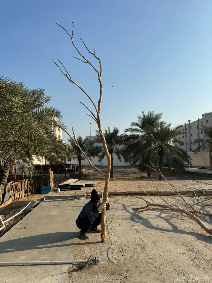 جذوع شجر طبيعي لاعمال الديكور 2