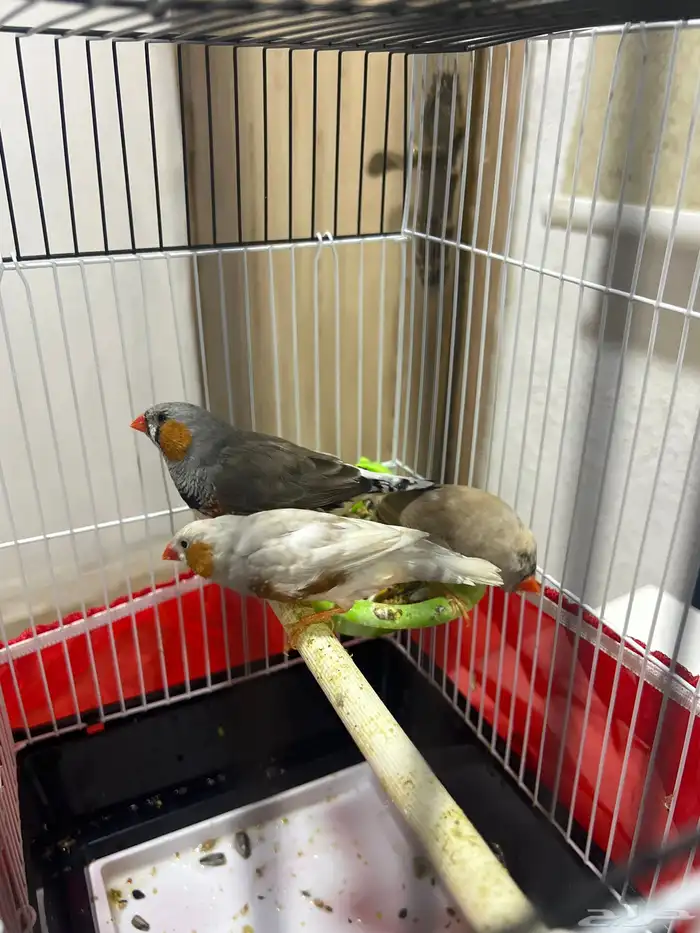 زيبرا حسون 2