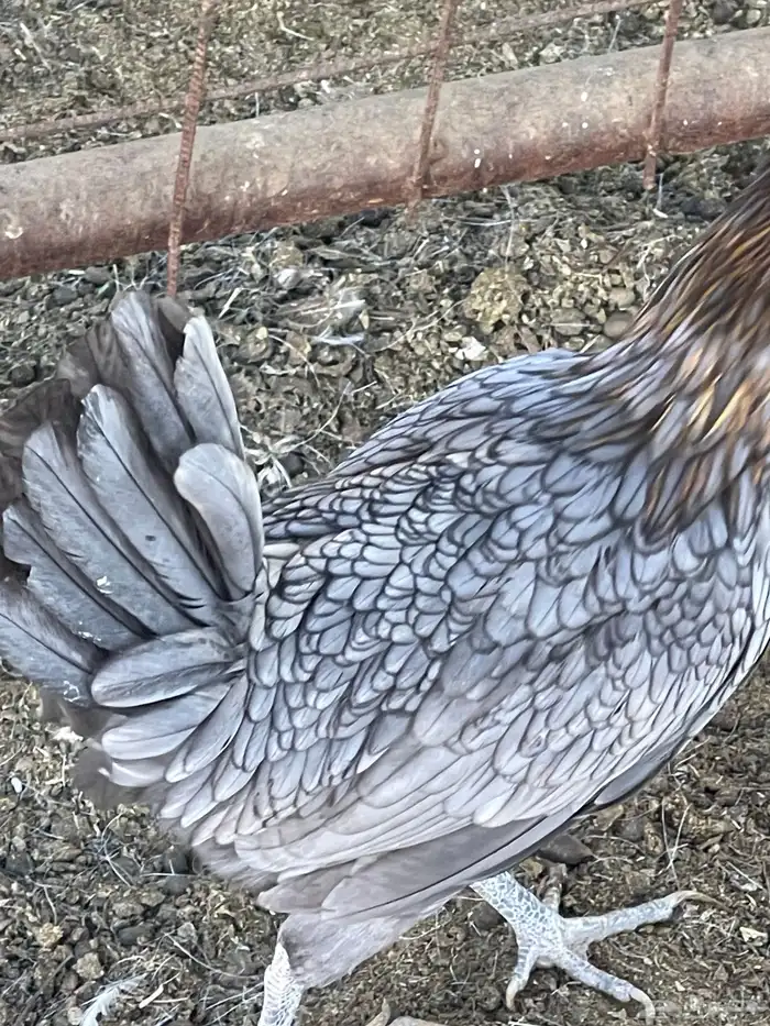 دجاجة سبرايت 2