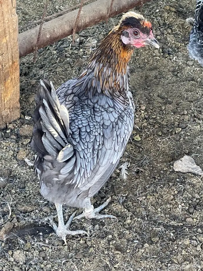 دجاجة سبرايت 0