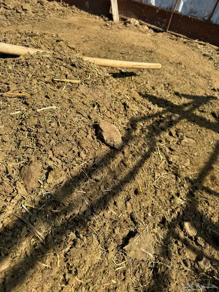 سماد بقر للمزارع نضيف 11