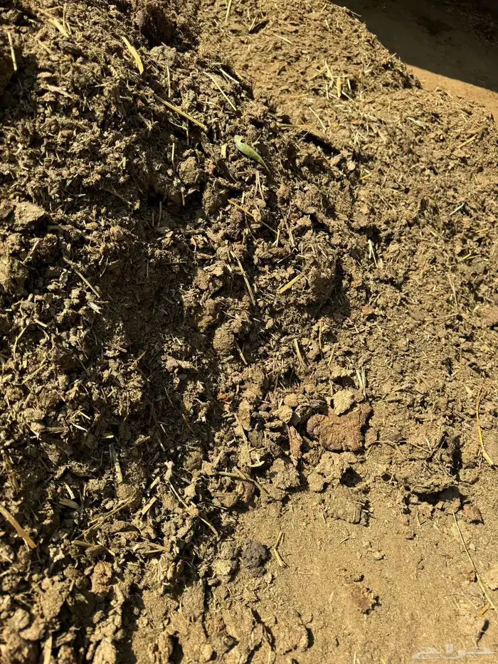 سماد بقر للمزارع نضيف 9