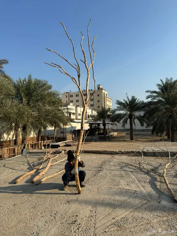 جذوع شجر طبيعي لاعمال الديكور 5