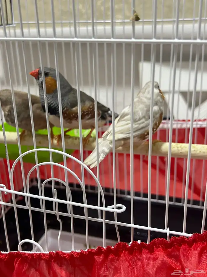 زيبرا حسون 0