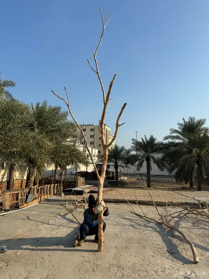 جذوع شجر طبيعي لاعمال الديكور 1