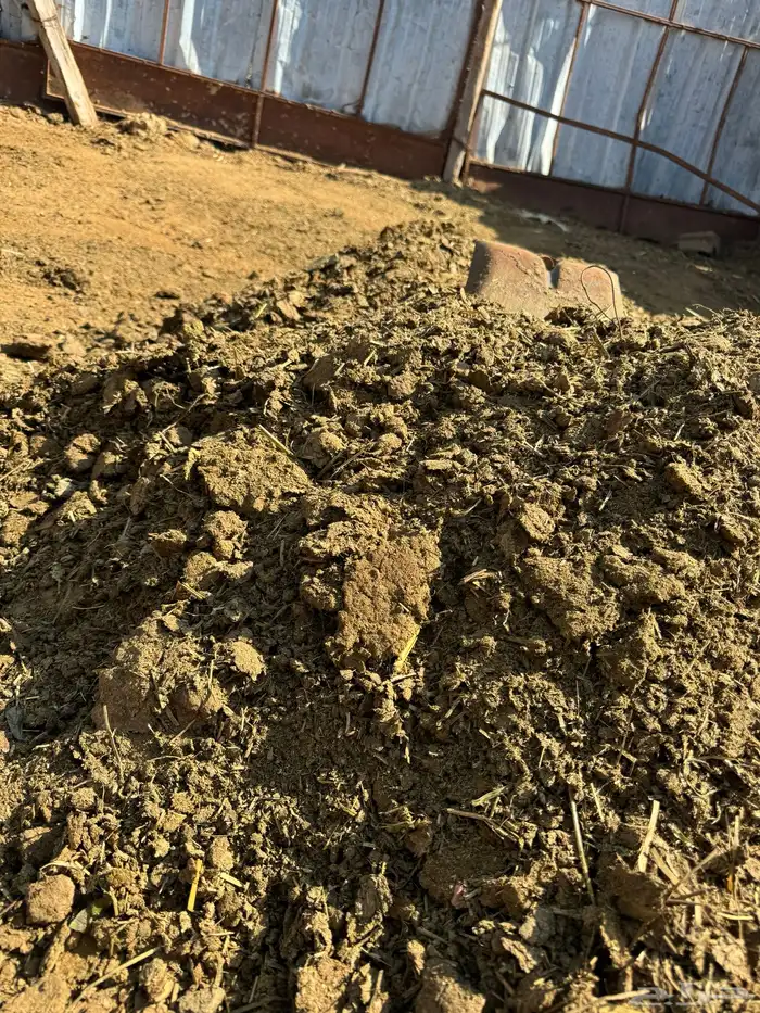 سماد بقر للمزارع نضيف 12