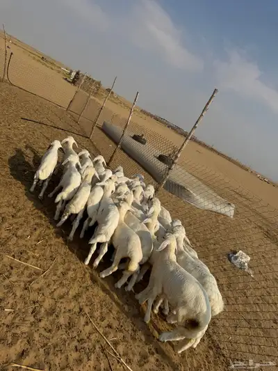 بهم تربيه ( تم البيع ) 4
