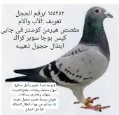 حمام زأجل سباق طبات جاهزة وأجواز منتجة من هواه أبطال المملكة 23