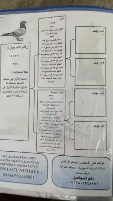 حمام زأجل سباق طبات جاهزة وأجواز منتجة من هواه أبطال المملكة 12