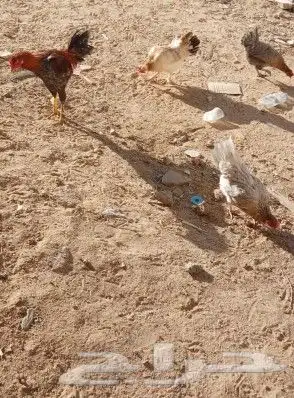دجاج بلدي واديكه باكستاني للبيع ويوجد زوجين حمام رقاص وقلاب 2