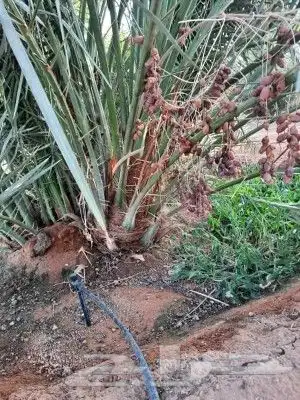 نخيل للبيع. فراخه وجثايث. اخلاص صقعي خضري برحي. سكري مجدول 4