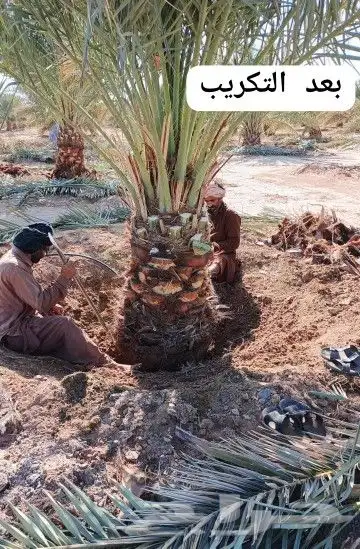نخيل للبيع. فراخه وجثايث. اخلاص صقعي خضري برحي. سكري مجدول 0
