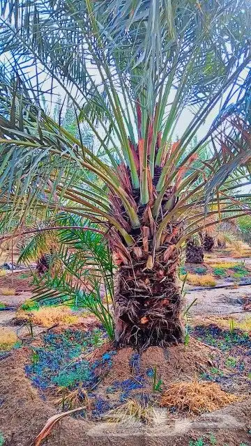 نخل القصيم المثمرة 4