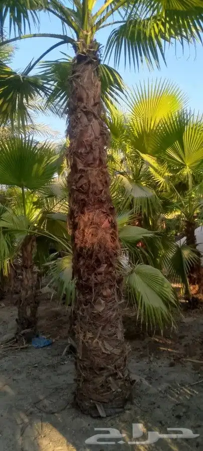 للبيع نخيل واشطني 3