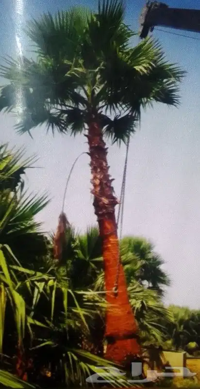 نخل واشنطن 6