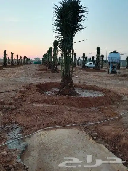 نخيل للبيع. فراخه وجثايث. اخلاص صقعي خضري برحي. سكري مجدول 3