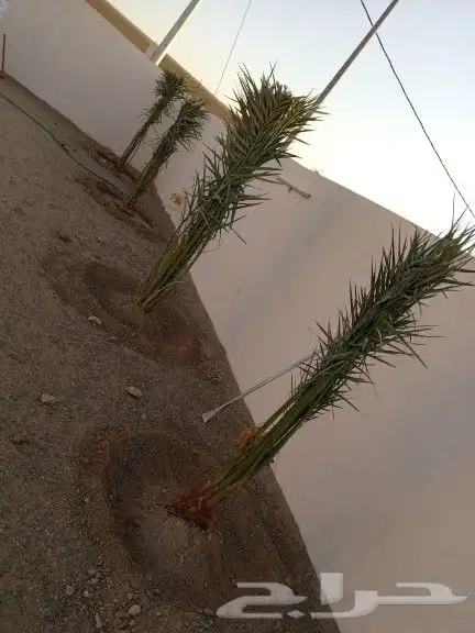 يوجد لدينا جميع انواع النخيل العربي 0