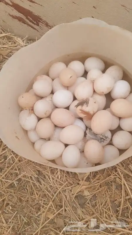 دجاج بلدي بياض شباب شرط صحه ونظافه وتحصينات ريش تام 3