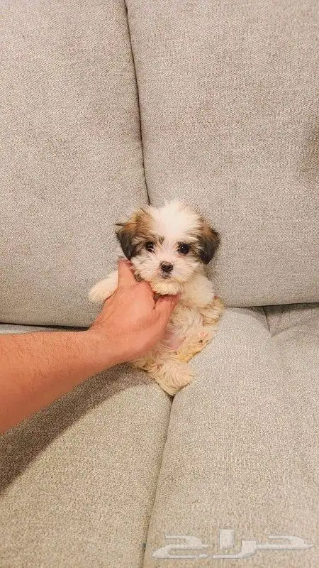 Maltipoo كلب مالتيبو بحجم كف اليد للبيع 0
