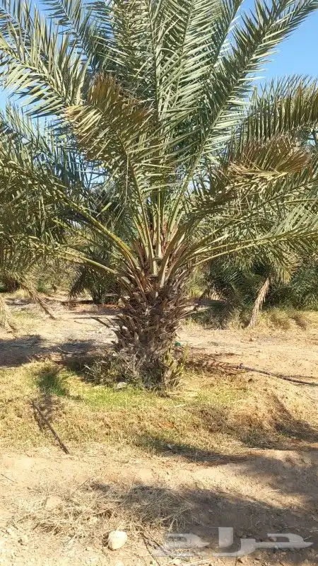 نخل القصيم المثمرة 3