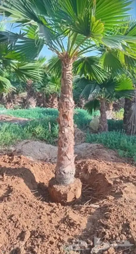 نخل واشنطن 8