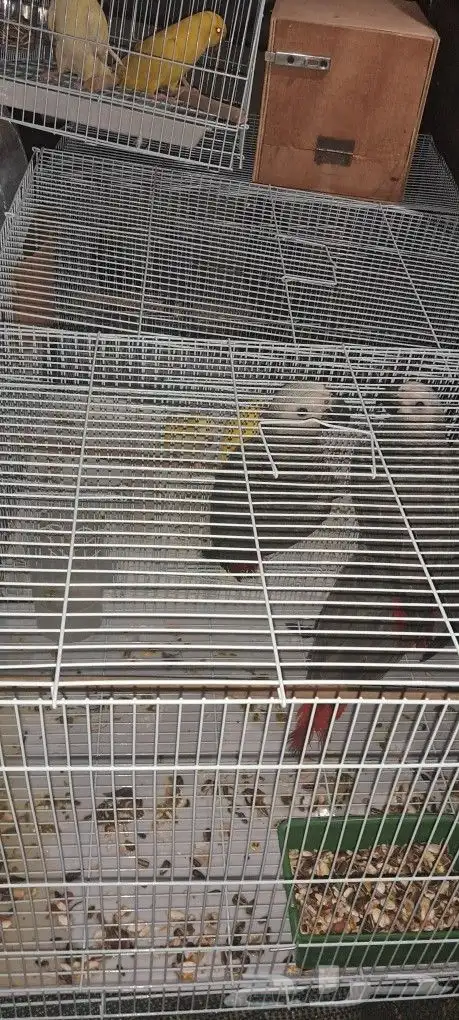 موصل طيور حيونات أمانات 8