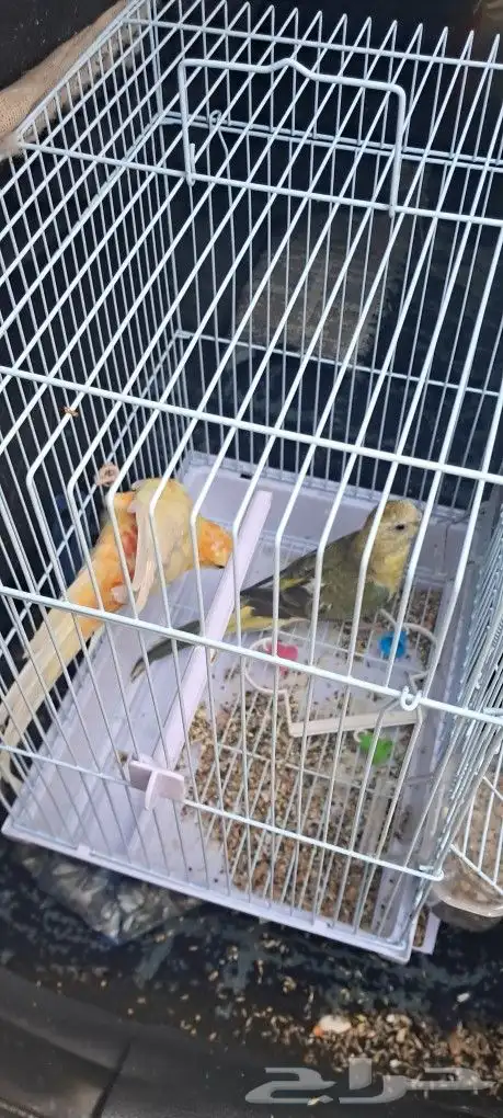 موصل طيور حيونات أمانات 1