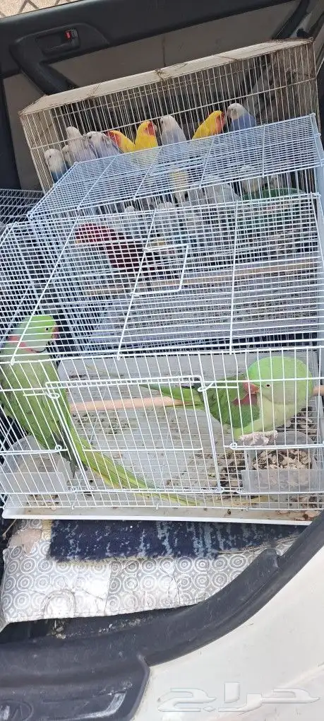 موصل طيور حيونات أمانات 6