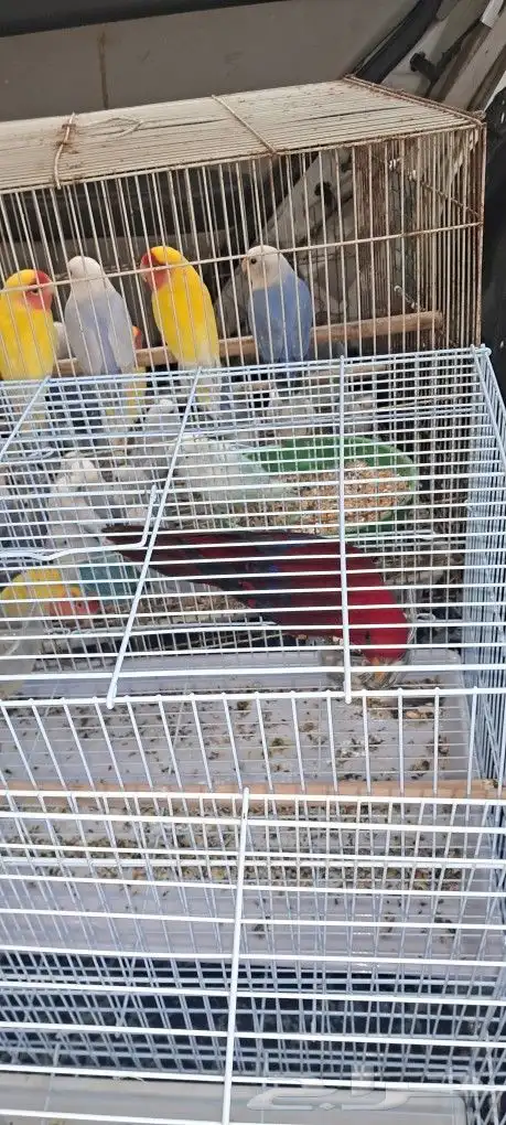 موصل طيور حيونات أمانات 5