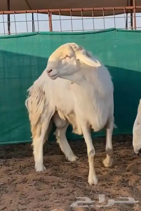 فحل حري مطور على ساكني ابيض ( منتج ) 0