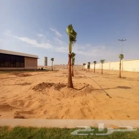 نخل القصيم المثمرة 8