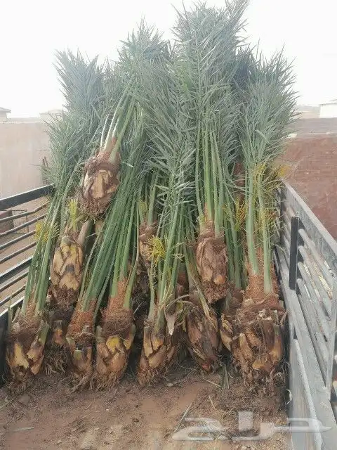 يوجد لدينا جميع انواع النخيل العربي 2
