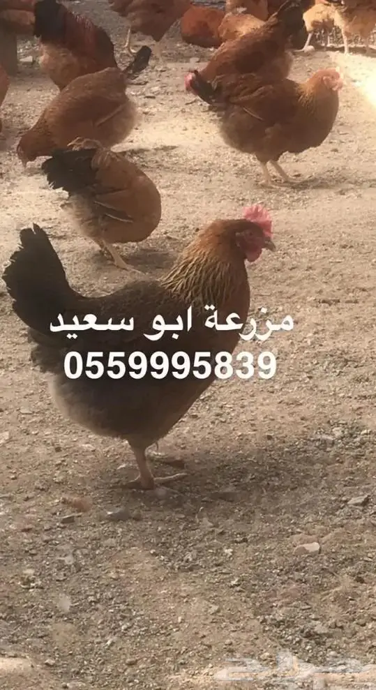 للبيع صوص فرنسي لون احمر وكولمبي 8