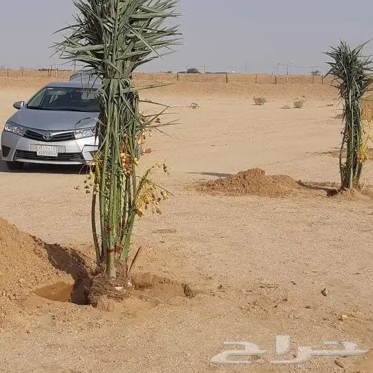 يوجد لدينا جميع انواع النخيل العربي 3