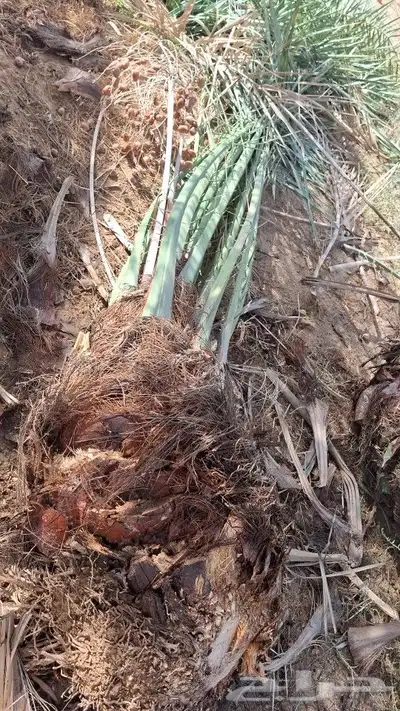 يوجدلدين جميع انواع انخل المثمره وزينه 1