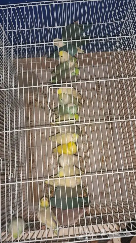 موصل طيور حيونات أمانات 0