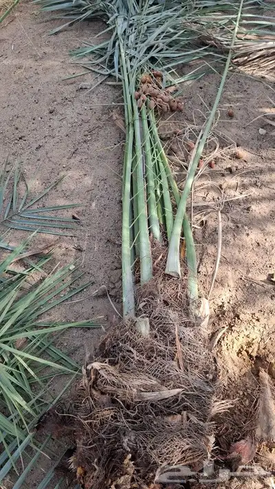 يوجدلدين جميع انواع انخل المثمره وزينه 2