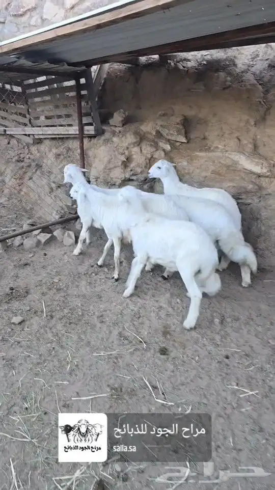 خرفان وتيوس فل شحم كفو ( يوجد ذبح وتوصيل ) 1