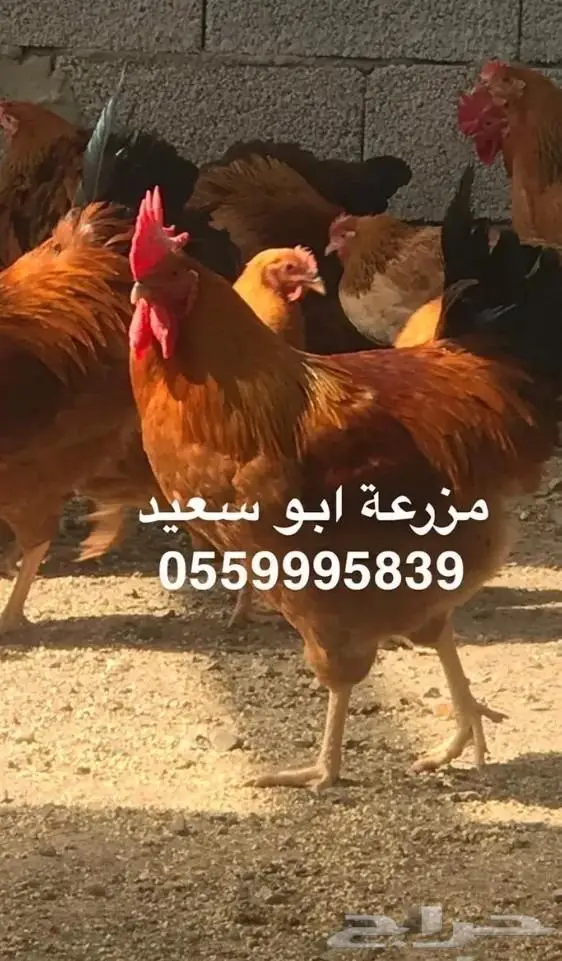 للبيع صوص فرنسي لون احمر وكولمبي 7