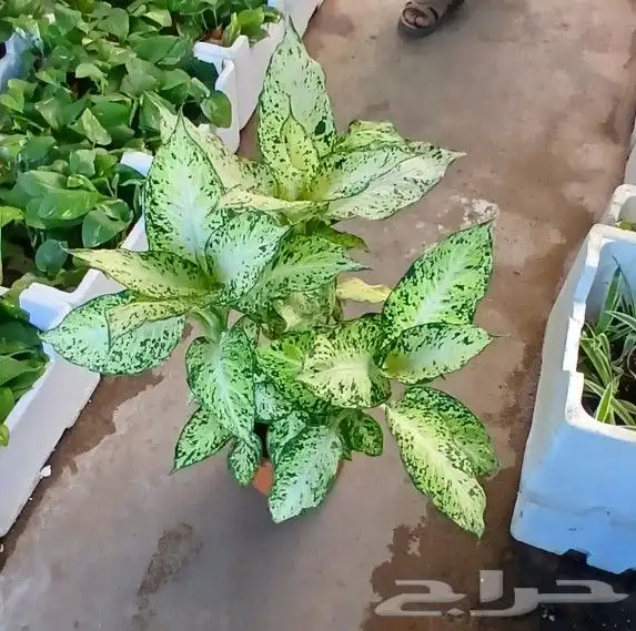 تنسيق حدائق 6