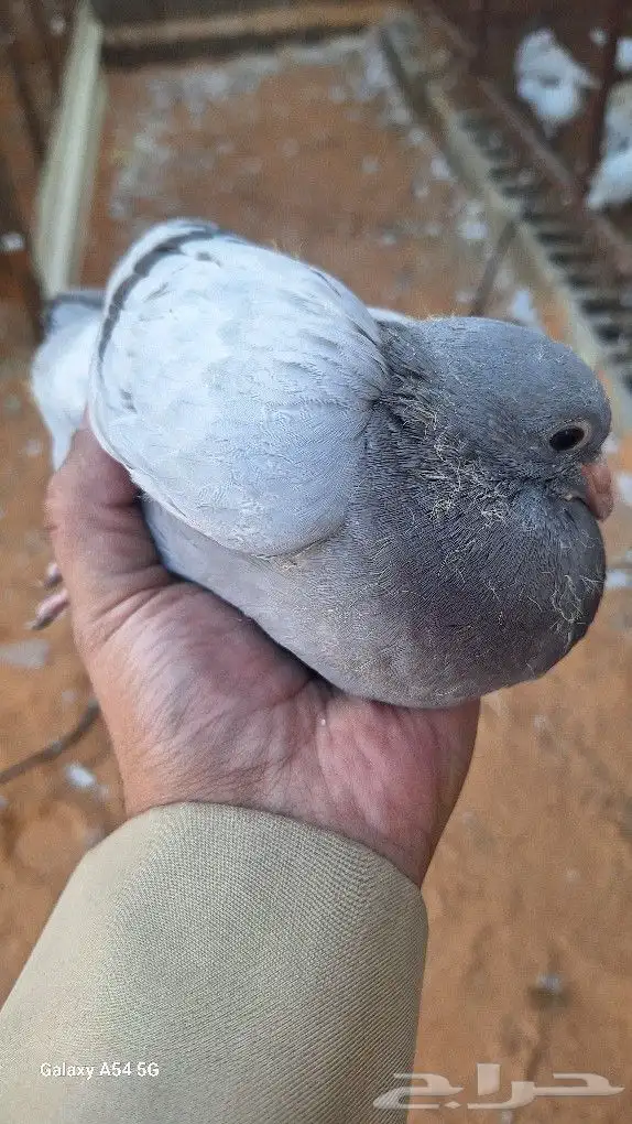 افراخ حمام فرنسي سلفر وابيض لاحم إ 1