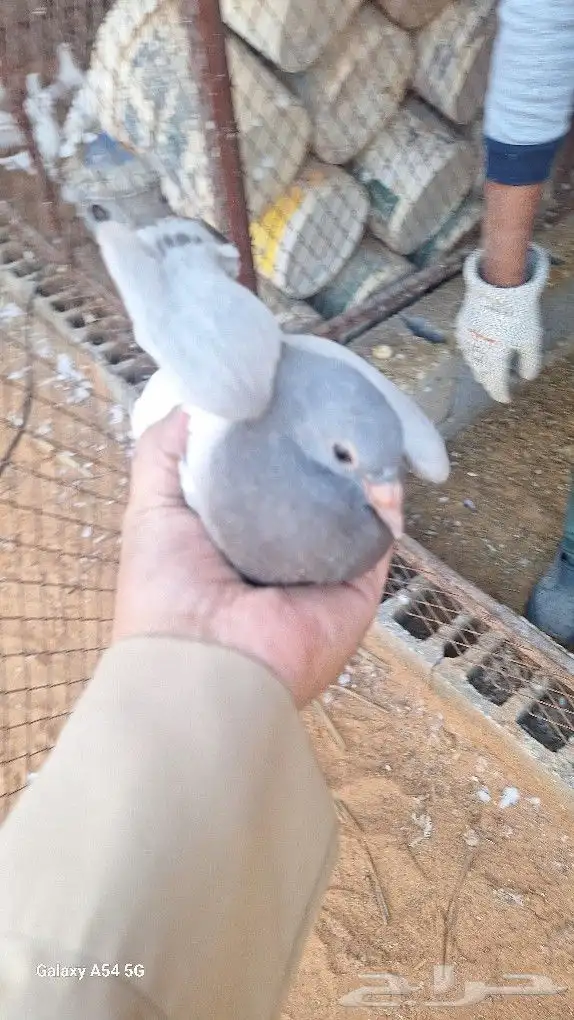 افراخ حمام فرنسي سلفر وابيض لاحم إ 0
