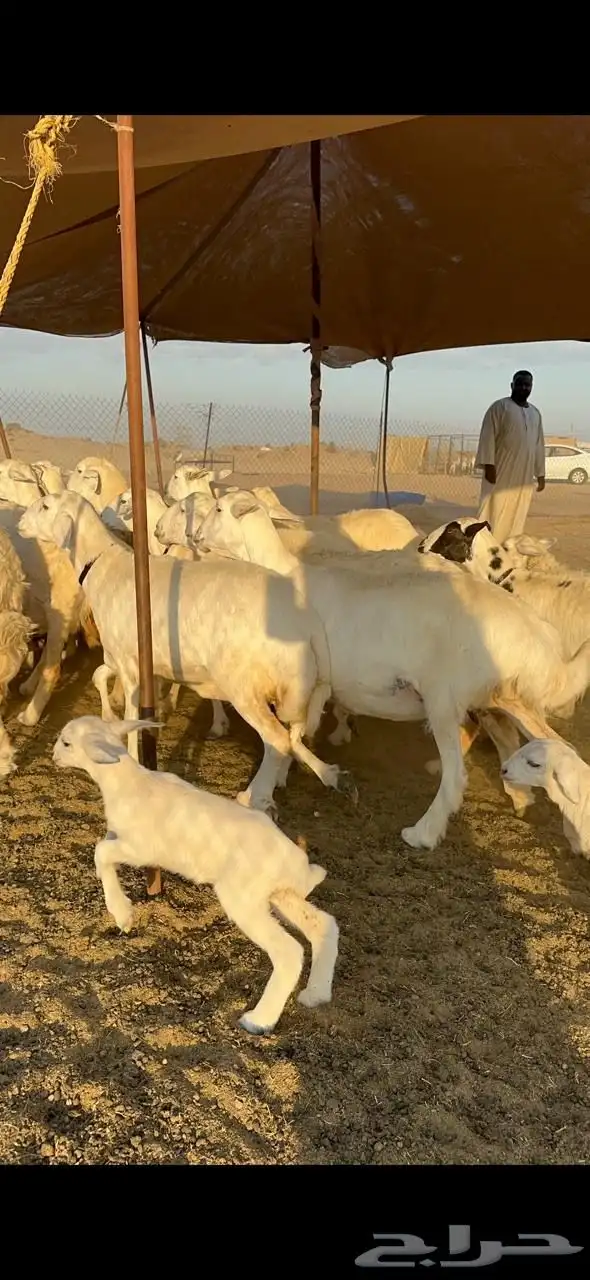 غنم حريات صنف طيبه العدد 40 تحتها 8 3