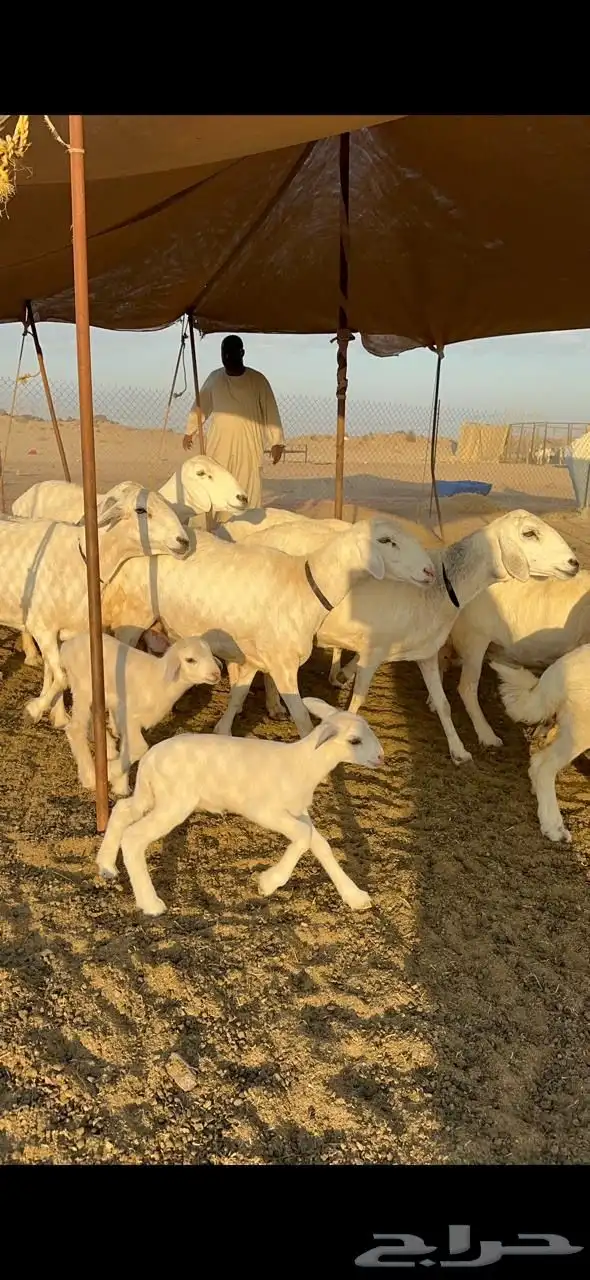 غنم حريات صنف طيبه العدد 40 تحتها 8 0