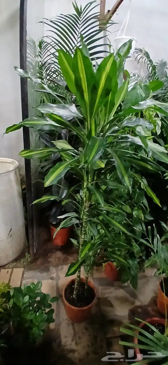 تنسيق حدائق 4