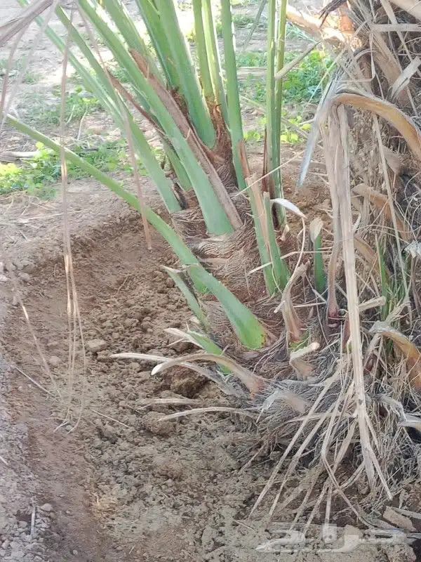 يوجد لدينا فروخ صقعي ابو طوق من مزرعنا 4